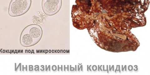 Liječenje kokcidioze kod kunića jodom i kako davati jabukovo sirće